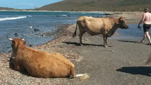 Corsica - Spiaggia di Barcaggio